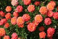 Rose bush