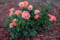 Rose bush on a back yard Royalty Free Stock Photo