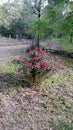 Rose bush in back yard Royalty Free Stock Photo