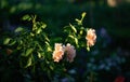 Rose bush with beautiful amber-colored flowers in summer garden on dark background