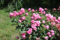 Rose bush, beautiful pink roses in a garden Royalty Free Stock Photo