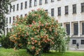 A rose bush in bloom Royalty Free Stock Photo