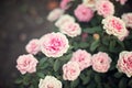 Rose bush bouquet tender pink on a green background