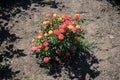 Rose bush with colorful pink, orange and yellow flowers Royalty Free Stock Photo