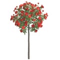 Rose bush 3d illustration isolated on the white background Royalty Free Stock Photo