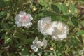 Fragile light pink petals of beautiful flowers from buds of young, not yet opened roses.