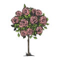 Rose bush engraving vector illustration Royalty Free Stock Photo