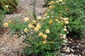 A Blooming Rose Bush with Yellow and Orange Flowers and Buds Royalty Free Stock Photo