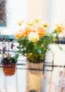 rose bush in a flower pot on balkon during the rain Royalty Free Stock Photo