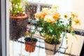 Rose bush in a flower pot on balkon during the rain Royalty Free Stock Photo