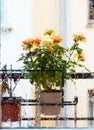 rose bush in a flower pot on balkon during the rain Royalty Free Stock Photo