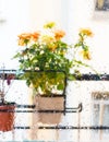 rose bush in a flower pot on balkon during the rain Royalty Free Stock Photo