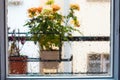 Rose bush in a flower pot on balkon during the rain Royalty Free Stock Photo