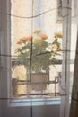 Rose bush in a flower pot on balkon during the rain Royalty Free Stock Photo