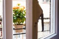 Rose bush in a flower pot on balkon during the rain Royalty Free Stock Photo