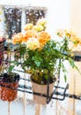 Rose bush in a flower pot on balkon during the rain Royalty Free Stock Photo