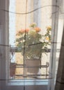 Rose bush in a flower pot on balkon during the rain Royalty Free Stock Photo