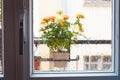 Rose bush in a flower pot on balkon during the rain Royalty Free Stock Photo