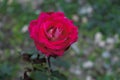 Rose bush in the garden close-up Royalty Free Stock Photo