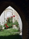 Rose Bush Garden Royalty Free Stock Photo