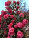 Red roses growing on a bush