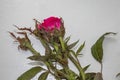 Rose from a bush infected with a virus called rose rosette spread by tiny mites carried by the wind