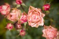 Rose bush with lots of pink roses in bloom, soft focus. Pink roses in garden. outdoors Royalty Free Stock Photo