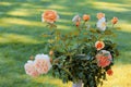 Rose bush peach color Royalty Free Stock Photo
