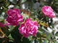 Rose bush plant with green leaves with three roses and buds in the garden.