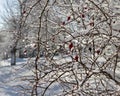 a rose bush with red berries glistens in the winter sun under the wet snow Royalty Free Stock Photo