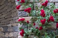 Rose bush with red climbing roses, photographed against dry stone wall. Royalty Free Stock Photo