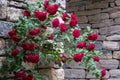 Rose bush with red climbing roses, photographed against dry stone wall. Royalty Free Stock Photo