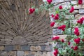 Rose bush with red climbing roses, photographed against dry stone wall. Royalty Free Stock Photo