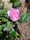 Rose bush rose in pink