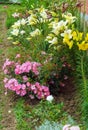 A rose bush rose with small numerous flowers and large yellow li