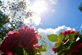 Rose Bush in the sun against a background of blue sky and white clouds. Blooming rose Bush in the garden Royalty Free Stock Photo