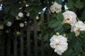 Rose bush with white flowers on the blurred old fence background. Royalty Free Stock Photo