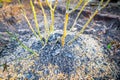 Rose bush after winter covered with sawdust and fertilized with wood ash, close-up. Spring warming in a flower bed with roses. Royalty Free Stock Photo