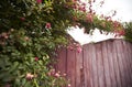 Rose bush on wooden gate