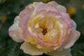 rose bush, yellow, fresh beautiful roses on a summer day in the botanical garden Royalty Free Stock Photo