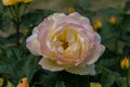 rose bush, yellow, fresh beautiful roses on a summer day in the botanical garden Royalty Free Stock Photo