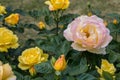 rose bush, yellow, fresh beautiful roses on a summer day in the botanical garden Royalty Free Stock Photo
