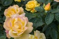 rose bush, yellow, fresh beautiful roses on a summer day in the botanical garden Royalty Free Stock Photo