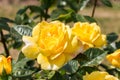 rose bush, yellow, fresh beautiful roses on a summer day in the botanical garden Royalty Free Stock Photo