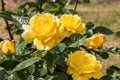 rose bush, yellow, fresh beautiful roses on a summer day in the botanical garden Royalty Free Stock Photo