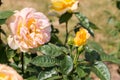 rose bush, yellow, fresh beautiful roses on a summer day in the botanical garden Royalty Free Stock Photo