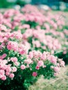 Rose bushes. Beautiful pink flowers growing in summer garden Royalty Free Stock Photo
