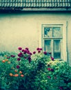 Rose bushes with broken window Royalty Free Stock Photo