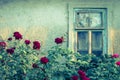 Rose bushes with broken window Royalty Free Stock Photo