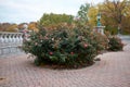 Rose bushes growing on a paved patio